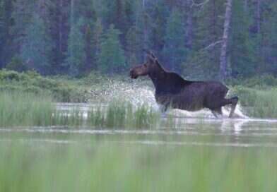 Moose in New Hampshire as the state's moose hunting season opens