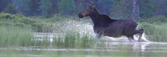 Moose in New Hampshire as the state's moose hunting season opens