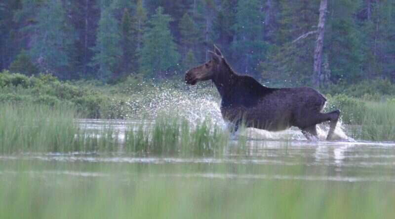 Moose in New Hampshire as the state's moose hunting season opens