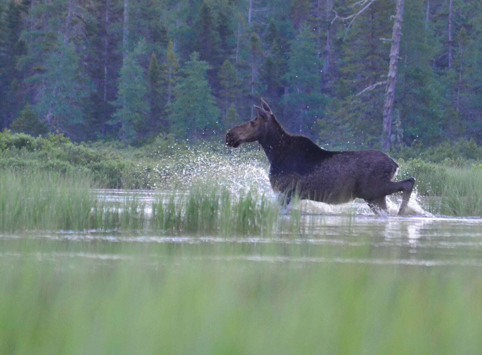 Moose in New Hampshire as the state's moose hunting season opens